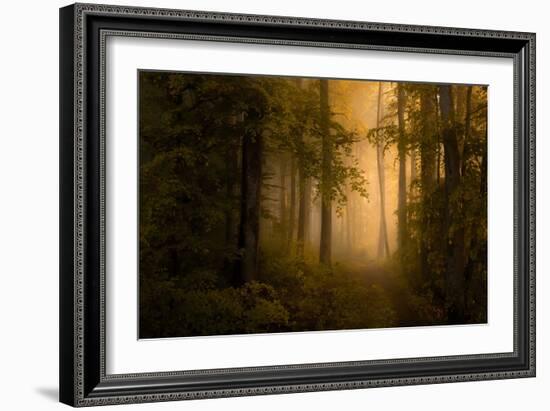 Autumn Forest-Norbert Maier-Framed Giclee Print