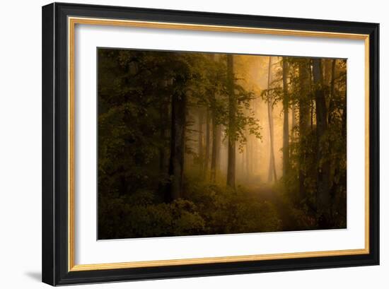 Autumn Forest-Norbert Maier-Framed Giclee Print