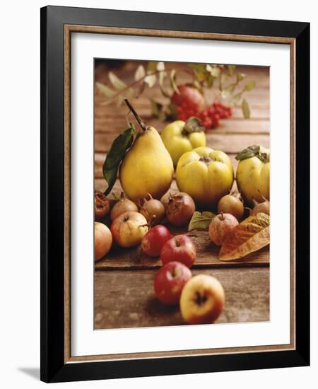 Autumn Fruits: Quinces, Medlars, Rowan Berries, Apples & Pears-Luzia Ellert-Framed Photographic Print
