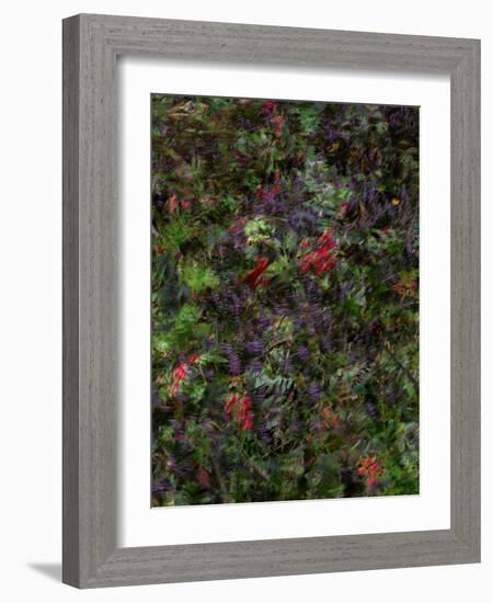 Autumn Fruits-Doug Chinnery-Framed Photographic Print