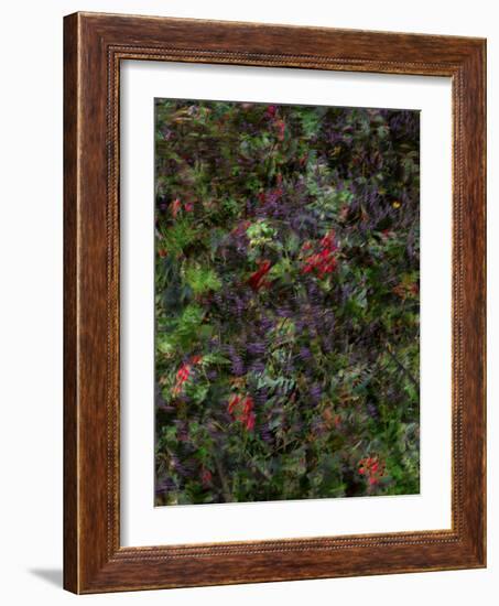 Autumn Fruits-Doug Chinnery-Framed Photographic Print