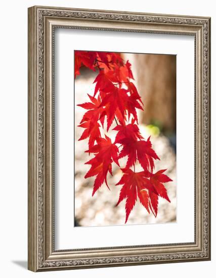 Autumn Garland-Philippe Sainte-Laudy-Framed Photographic Print