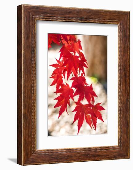 Autumn Garland-Philippe Sainte-Laudy-Framed Photographic Print