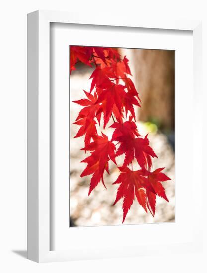 Autumn Garland-Philippe Sainte-Laudy-Framed Photographic Print