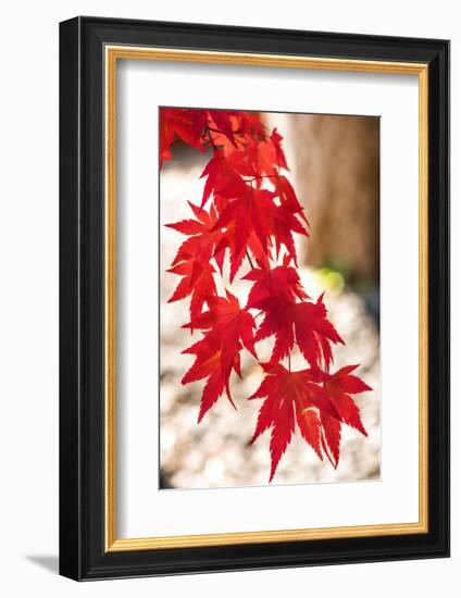 Autumn Garland-Philippe Sainte-Laudy-Framed Photographic Print