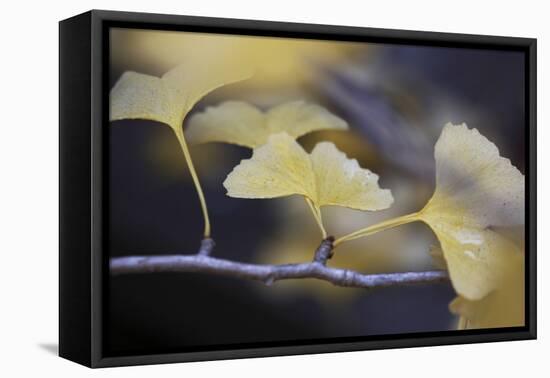 Autumn Gingko III-Rita Crane-Framed Premier Image Canvas