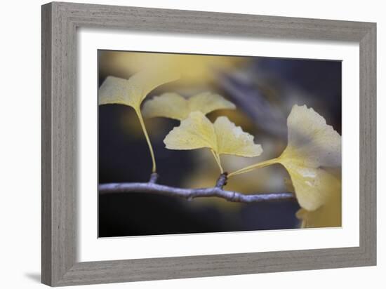 Autumn Gingko III-Rita Crane-Framed Photographic Print