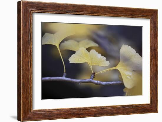 Autumn Gingko III-Rita Crane-Framed Photographic Print