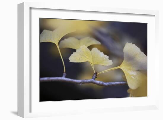 Autumn Gingko III-Rita Crane-Framed Photographic Print