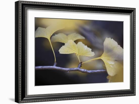 Autumn Gingko III-Rita Crane-Framed Photographic Print
