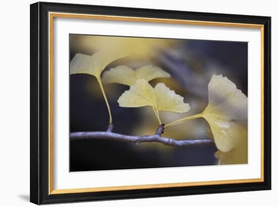 Autumn Gingko III-Rita Crane-Framed Photographic Print