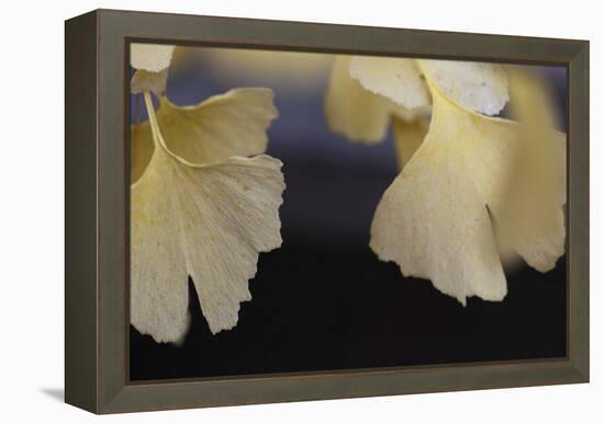 Autumn Gingko IV-Rita Crane-Framed Premier Image Canvas