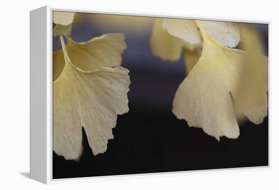 Autumn Gingko IV-Rita Crane-Framed Premier Image Canvas