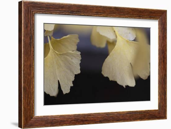 Autumn Gingko IV-Rita Crane-Framed Photographic Print