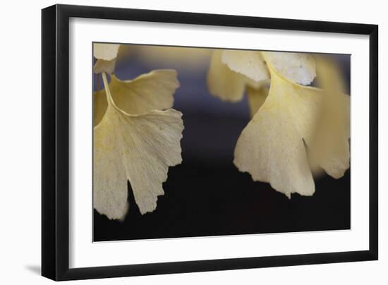 Autumn Gingko IV-Rita Crane-Framed Photographic Print
