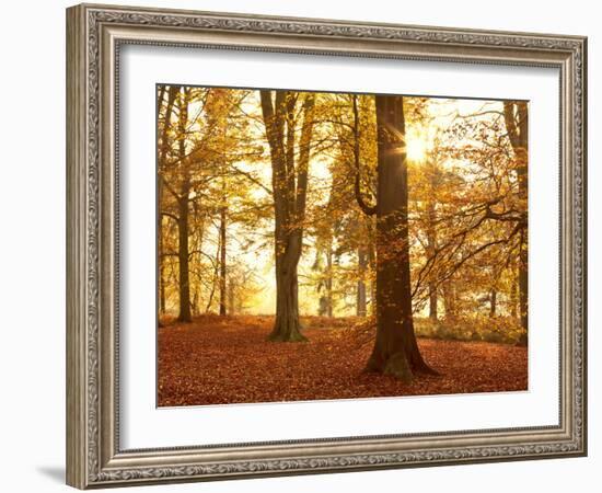 Autumn Glory-Doug Chinnery-Framed Photographic Print