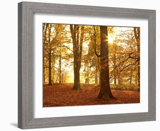 Autumn Glory-Doug Chinnery-Framed Photographic Print