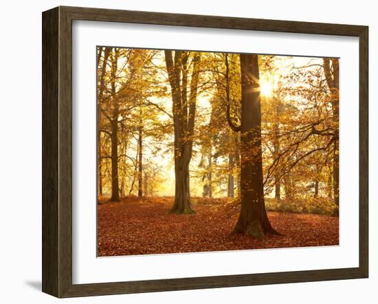 Autumn Glory-Doug Chinnery-Framed Photographic Print