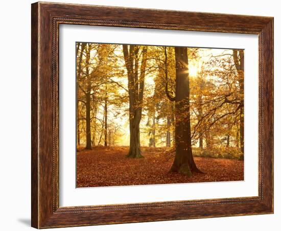 Autumn Glory-Doug Chinnery-Framed Photographic Print