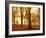 Autumn Glory-Doug Chinnery-Framed Photographic Print