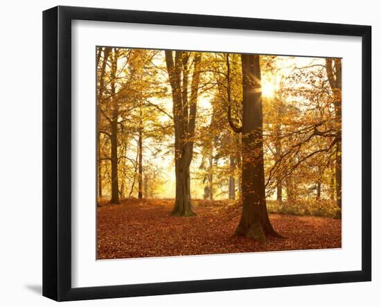 Autumn Glory-Doug Chinnery-Framed Photographic Print