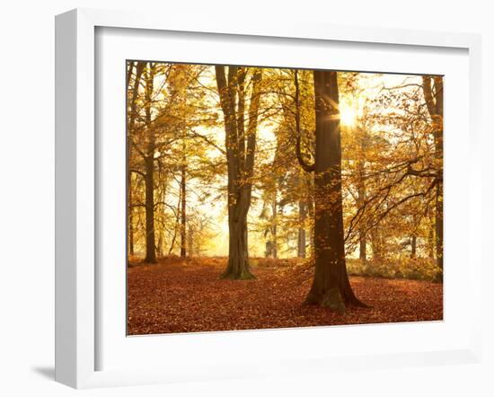 Autumn Glory-Doug Chinnery-Framed Photographic Print