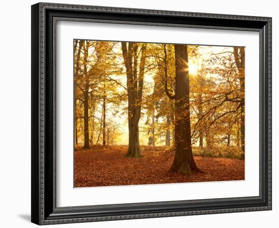 Autumn Glory-Doug Chinnery-Framed Photographic Print