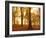 Autumn Glory-Doug Chinnery-Framed Photographic Print