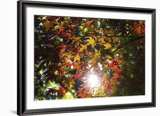 Autumn Glow-Peter Adams-Framed Giclee Print