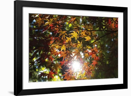 Autumn Glow-Peter Adams-Framed Giclee Print