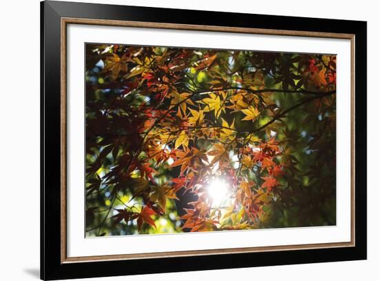 Autumn Glow-Peter Adams-Framed Giclee Print