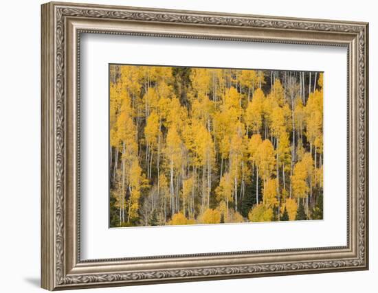 Autumn gold aspen tree pattern on mountain slope, San Juan Mountains, Colorado-Adam Jones-Framed Photographic Print