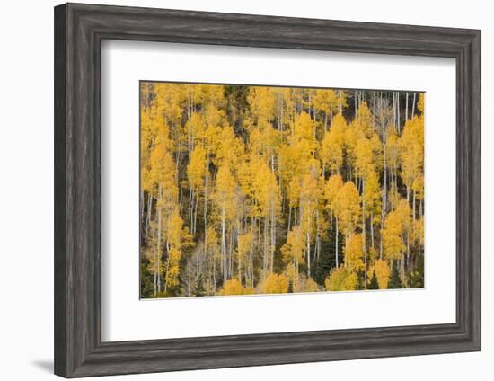 Autumn gold aspen tree pattern on mountain slope, San Juan Mountains, Colorado-Adam Jones-Framed Photographic Print