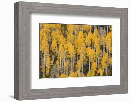 Autumn gold aspen tree pattern on mountain slope, San Juan Mountains, Colorado-Adam Jones-Framed Photographic Print