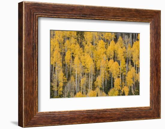 Autumn gold aspen tree pattern on mountain slope, San Juan Mountains, Colorado-Adam Jones-Framed Photographic Print