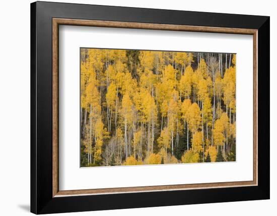 Autumn gold aspen tree pattern on mountain slope, San Juan Mountains, Colorado-Adam Jones-Framed Photographic Print