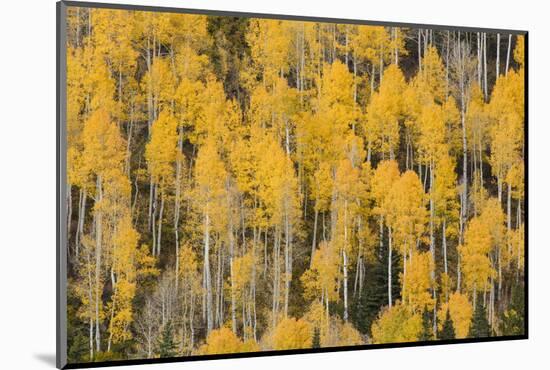 Autumn gold aspen tree pattern on mountain slope, San Juan Mountains, Colorado-Adam Jones-Mounted Photographic Print