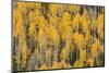 Autumn gold aspen tree pattern on mountain slope, San Juan Mountains, Colorado-Adam Jones-Mounted Photographic Print