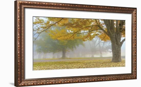 Autumn Gold-Donald Satterlee-Framed Giclee Print