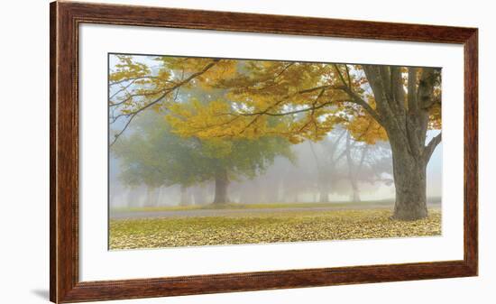 Autumn Gold-Donald Satterlee-Framed Giclee Print