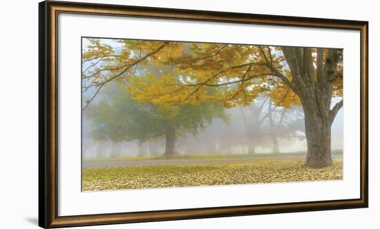 Autumn Gold-Donald Satterlee-Framed Giclee Print