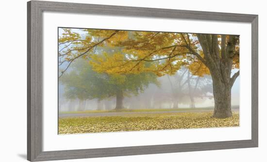 Autumn Gold-Donald Satterlee-Framed Giclee Print