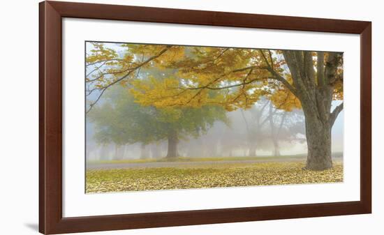 Autumn Gold-Donald Satterlee-Framed Giclee Print