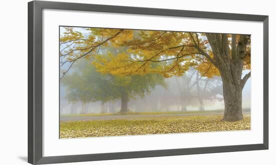 Autumn Gold-Donald Satterlee-Framed Giclee Print