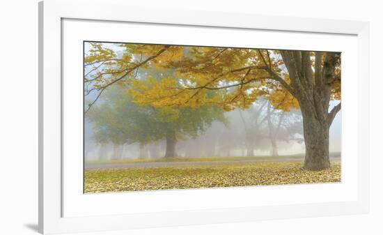 Autumn Gold-Donald Satterlee-Framed Giclee Print