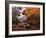 Autumn Gold-Alfred Oliver-Framed Giclee Print