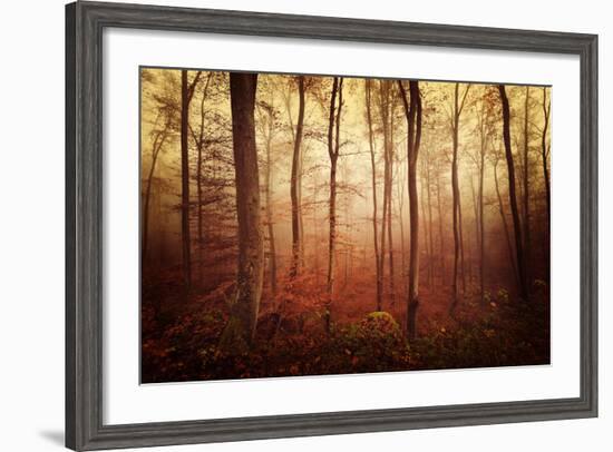Autumn gradation-Philippe Sainte-Laudy-Framed Photographic Print