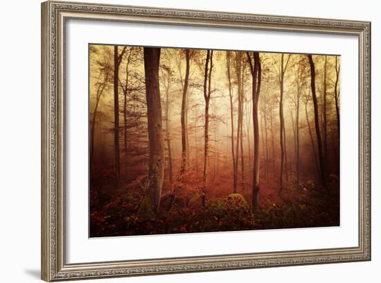 Autumn gradation-Philippe Sainte-Laudy-Framed Photographic Print