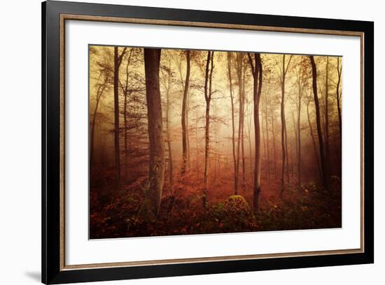 Autumn gradation-Philippe Sainte-Laudy-Framed Photographic Print