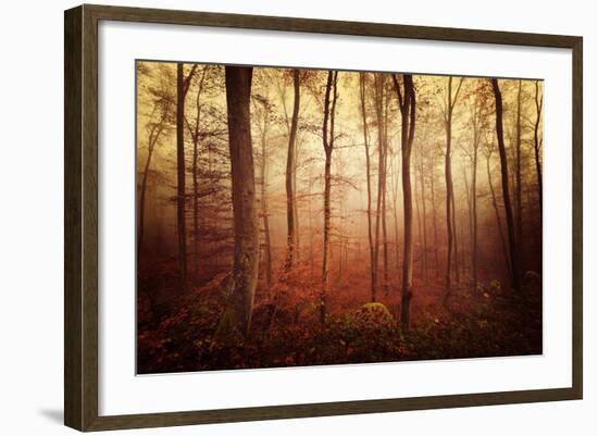 Autumn gradation-Philippe Sainte-Laudy-Framed Photographic Print